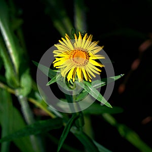 Yellow flower in the sun ray on dark background. Elecampane inula