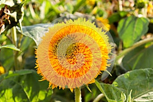 Yellow flower of a sunflower close up. Macro shot of a young sunflower.