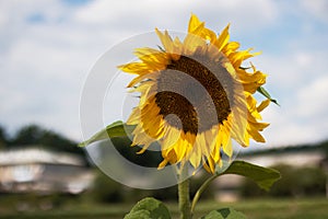 Yellow flower sunflower closeup on blue sky background with clouds and village buildings