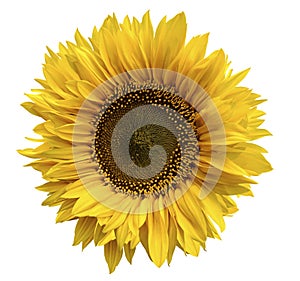 Yellow flower of a sunflower on an isolated white background with clipping path. Closeup. No shadows.