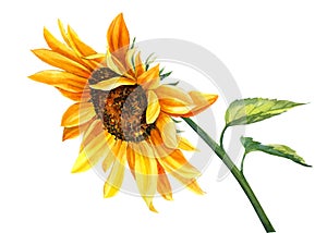 Yellow flower, Sunflower isolated on white background, watercolor botanical illustration, hand drawing