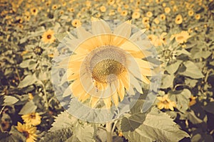 Yellow flower sunflower meadow field vintage retro