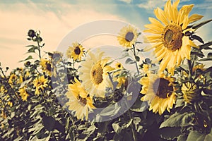 Yellow flower sunflower meadow field vintage retro