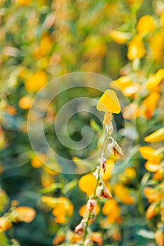 Yellow flower or Sunn hemp field with selective focus