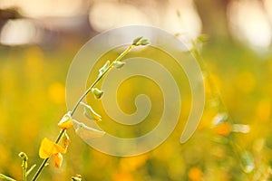 Yellow flower or Sunn hemp field with selective focus and blurred Background