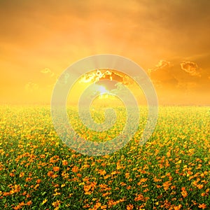Yellow flower and Sunset: Gardens in the moring
