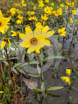 A yellow Flower in the Swamp