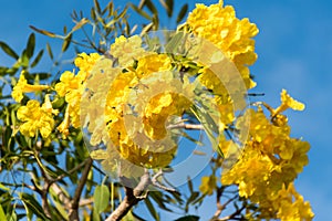 The Yellow flower,Tabebuia argentea Britt or Silver trumpet flow