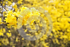 Yellow flower, Tabebuia chrysantha Nichols,Tallow Pui,Golden tre photo