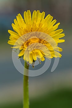 A yellow flower taken up photo
