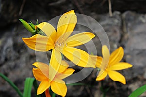 Yellow Flower at Tenerife, Canary Islands photo