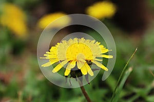 Yellow Flower at Tenerife, Canary Islands photo