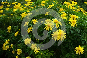 Yellow Flower Texture Background