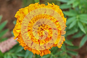 Yellow flower texture photo