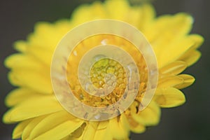 Yellow flower texture, macro pattern, Beautiful photo from a flower in macro with dew or water drops on it