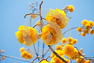 Yellow flower Thailand named `Blossom Supanniga`