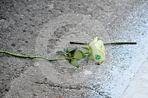 Yellow flower thrown on the floor