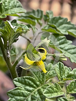 Yellow flower of tomato plant between green leaves