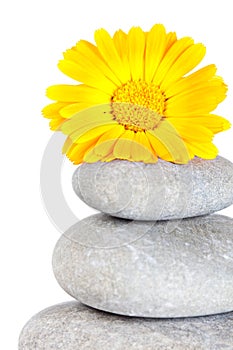 Yellow flower on top of a stack of pebbles