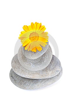 Yellow flower on top of a stack of pebbles