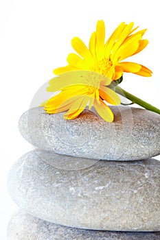Yellow flower on top of a stack of pebbles