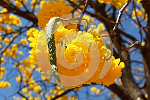 Yellow flower of tree Tabebuia aurea