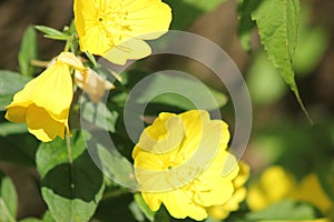 Yellow flower triage photo
