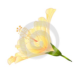 Yellow flower tropical plant hibiscus on a white background vintage vector illustration editable