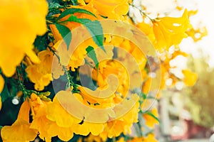 Yellow flower Trumpet trees or Tabebuia