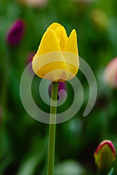 Yellow flower of tulip in natural background