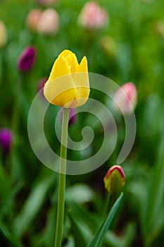 Yellow flower of tulip in natural background