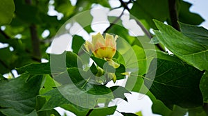 Yellow flower on Tulip tree Liriodendron tulipifera between green leaves.