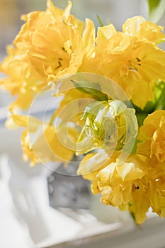 Yellow flower tulip in vase