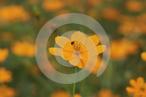 a yellow flower that is visited by a small bee