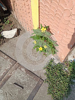 Yellow flower in wall