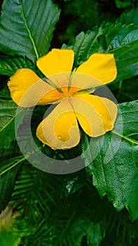 Yellow flower with water dopes