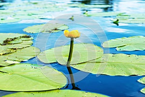 Yellow flower- water lilly