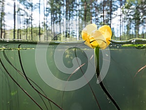 Yellow flower of water lily on water surface