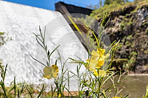 Yellow flower and waterfall  in Divisa Dam photo
