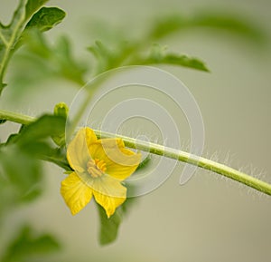 Yellow flower on a watermelon plant