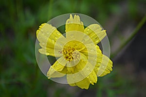 Yellow Flower wer After Rain