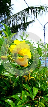 Yellow flower in the wil