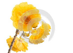 Yellow Flower wiyh isolated on white .