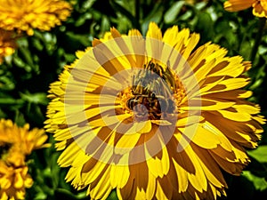 yellow flower. working bee. pollination of flowers