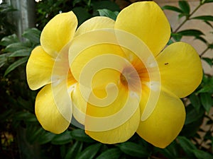 Yellow flower yala Thailand