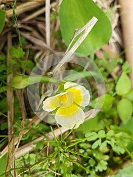 A yellow flower with a yellow center and a yellow flower with the word quot on it