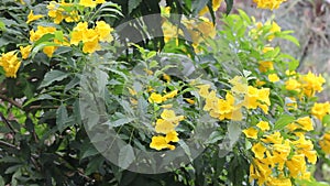 Yellow flower, Yellow elder, Yellow bells