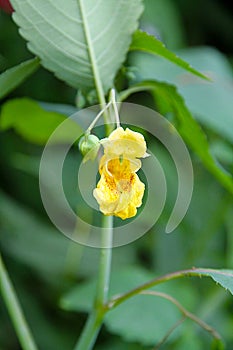 Yellow flower of the Yellow Jewelweed Impatiens pallida plant