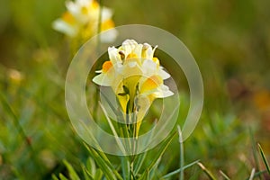 Yellow flower of Yellow toadflax weed growing in the green lawn