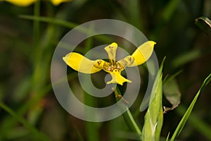 Yellow flower of Yellow Walking Iris growing in Singapore